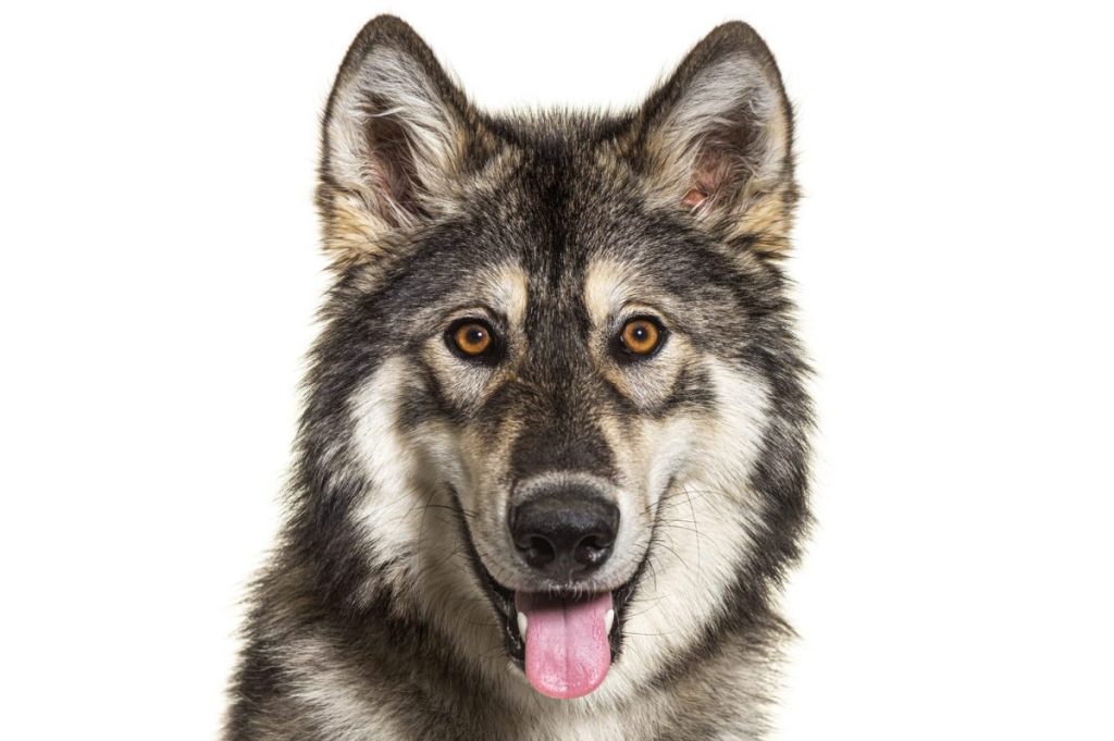 Close-up portrait of Northern Inuit Dog panting, looks like a wolf, isolated on white