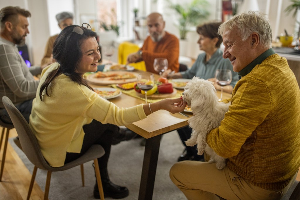 Group of adult friends eating Thanksgiving with a territorial dog. The Maltese dog already is comfortable with these houseguests.