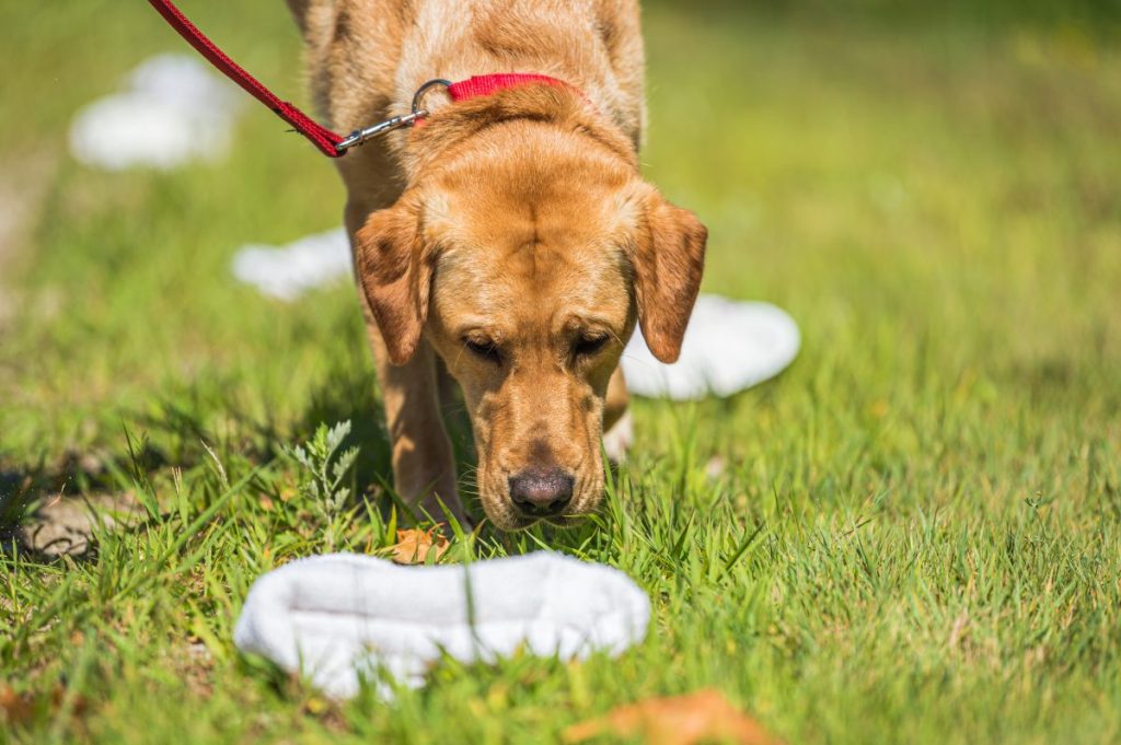 Dog sniffing clothing on the ground during scent detection training, like the vape sniffing dog in Florida schools.