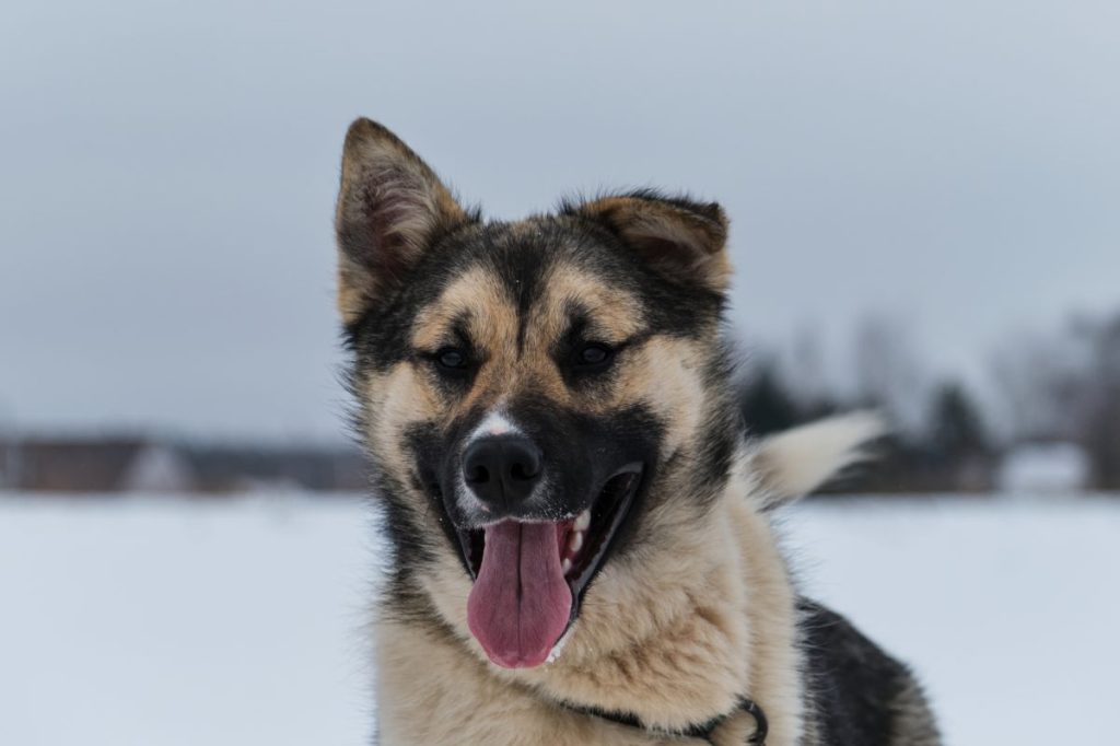 Northern sled dog Alaskan Husky in winter outside in snow