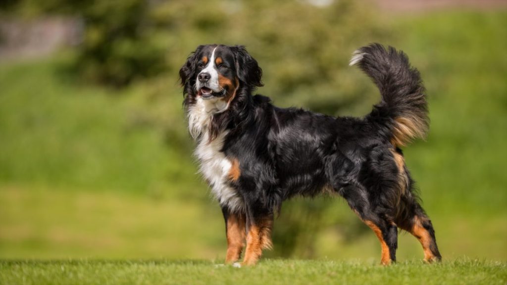 Bernese mountain dog in Colorado returned home just before Thanksgiving