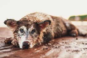 Dirty dog with matted coat lying down, like the sick dogs found alone in filth in the Washington house