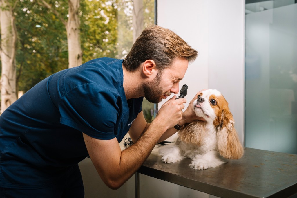 A dog being examined for signs of persistent pupillary membranes (PPM).