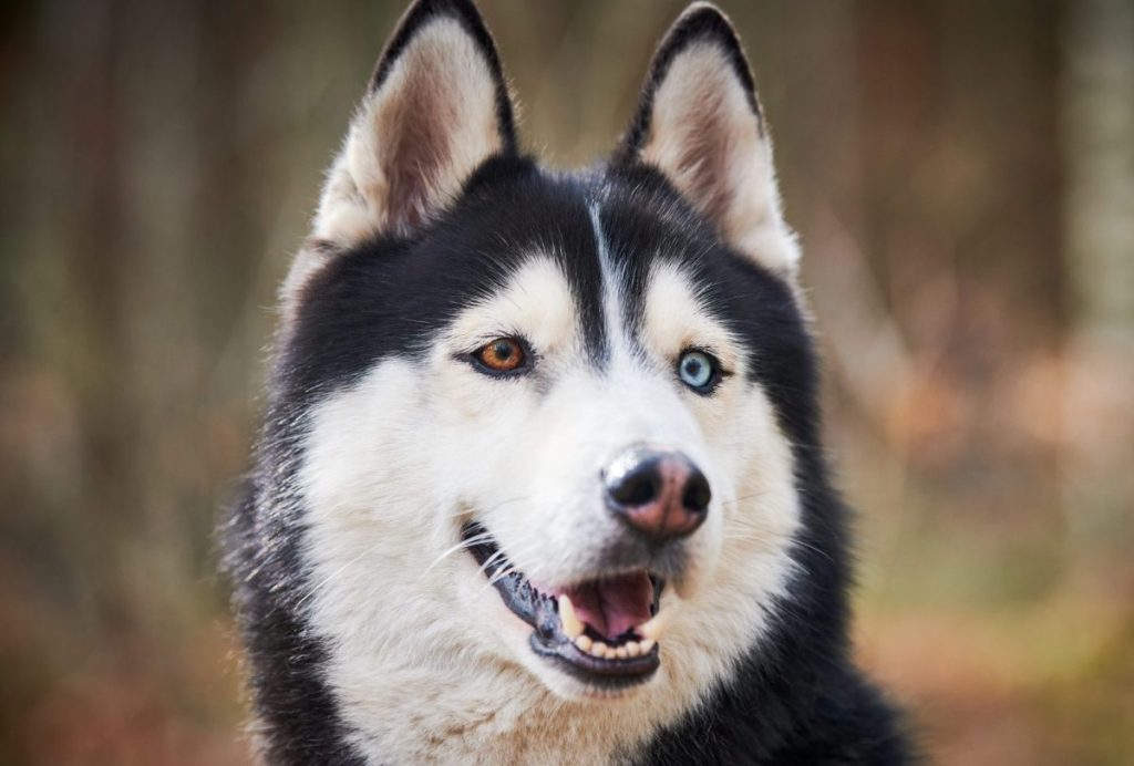 Siberian Husky dog portrait with blue eyes and gray coat color, cute sled dog breed