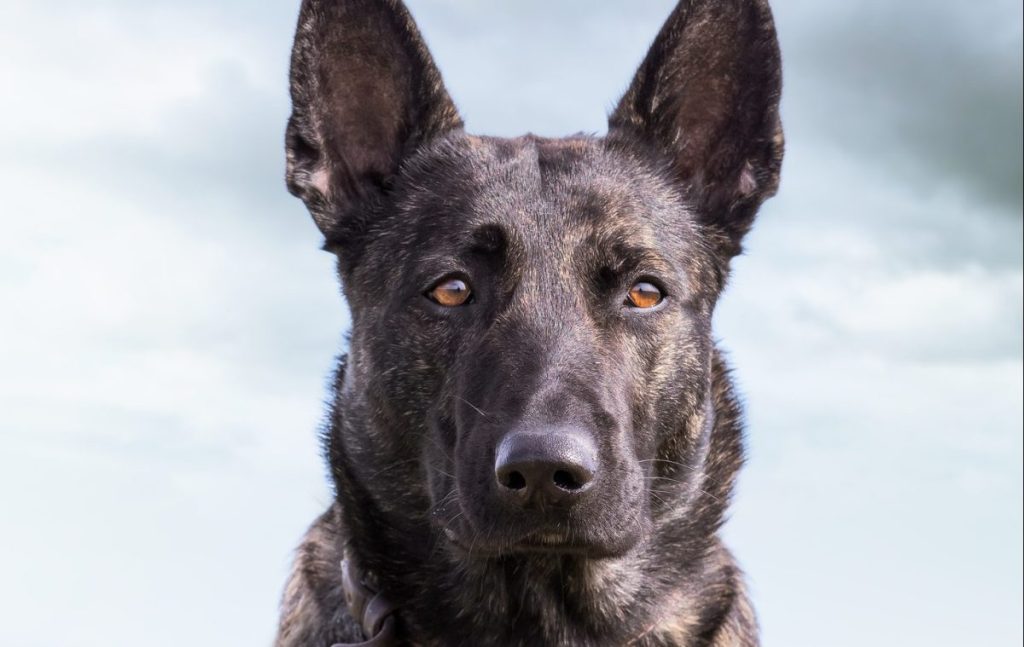 Vertical shot of a black serious-looking german king shepherd dog sitting on the grass