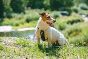 Jack Russell Terrier stays with missing Colorado hiker for nearly two months.