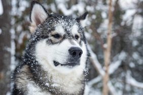 Native American Dogs