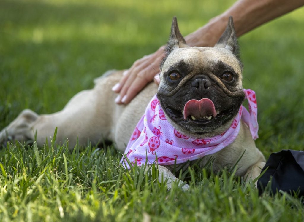 A French Bulldog similar to the one who got stolen in Washington D.C. last week before the dog was ransomed.