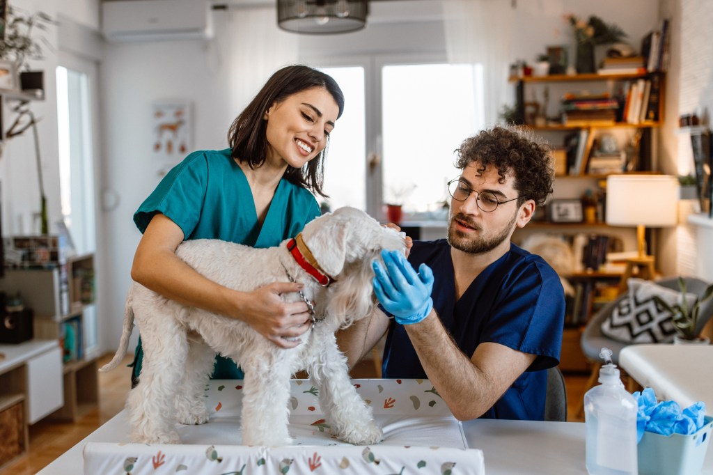 A Schnauzer being checked for Schnauzer comedo syndrome (Schnauzer bumps).