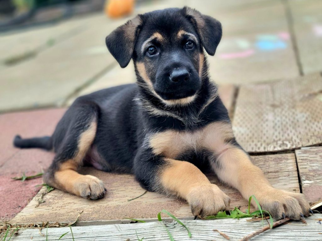 puppy king shepherd sitting