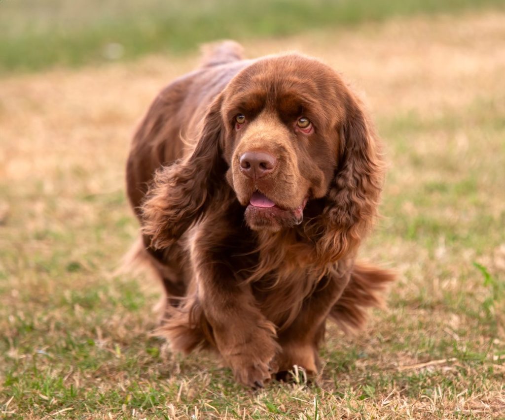 Sussex Spaniel walking