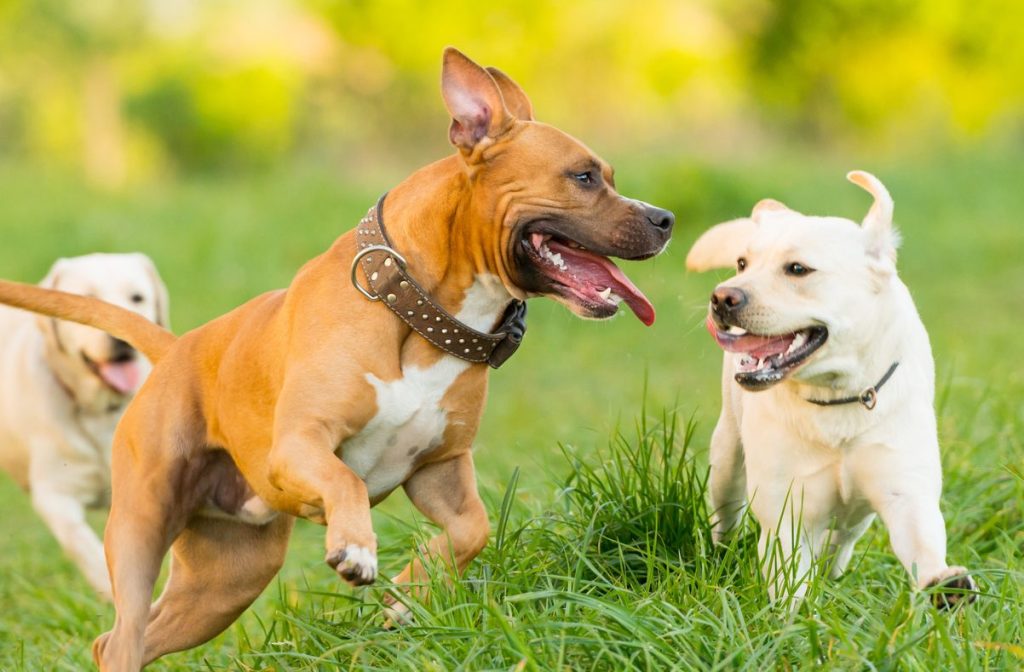 Horizontal image of three dog-friendly dogs playing in a green field in a sunny afternoon