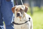 Portrait of guide dog