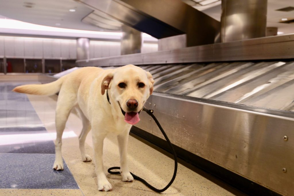 A Labrador Retriever at the airport, like the Santa Barbara Airport which is introducing therapy dogs for the holiday season.