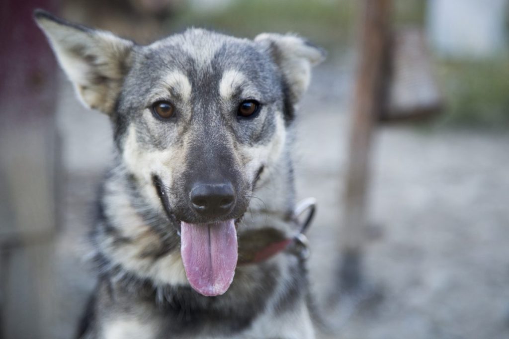 Portrait of Alaskan Husky Sled Dog