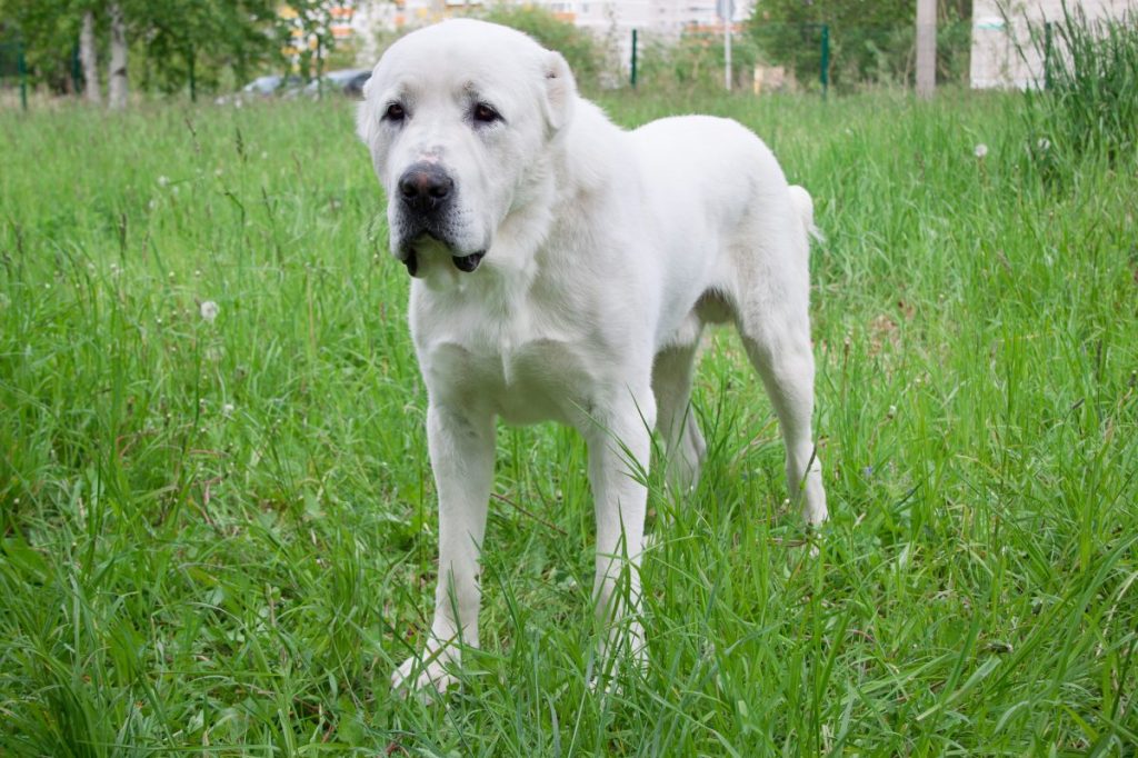 Central Asian Shepherd Dog is standing on a green meadow. Pet animals.