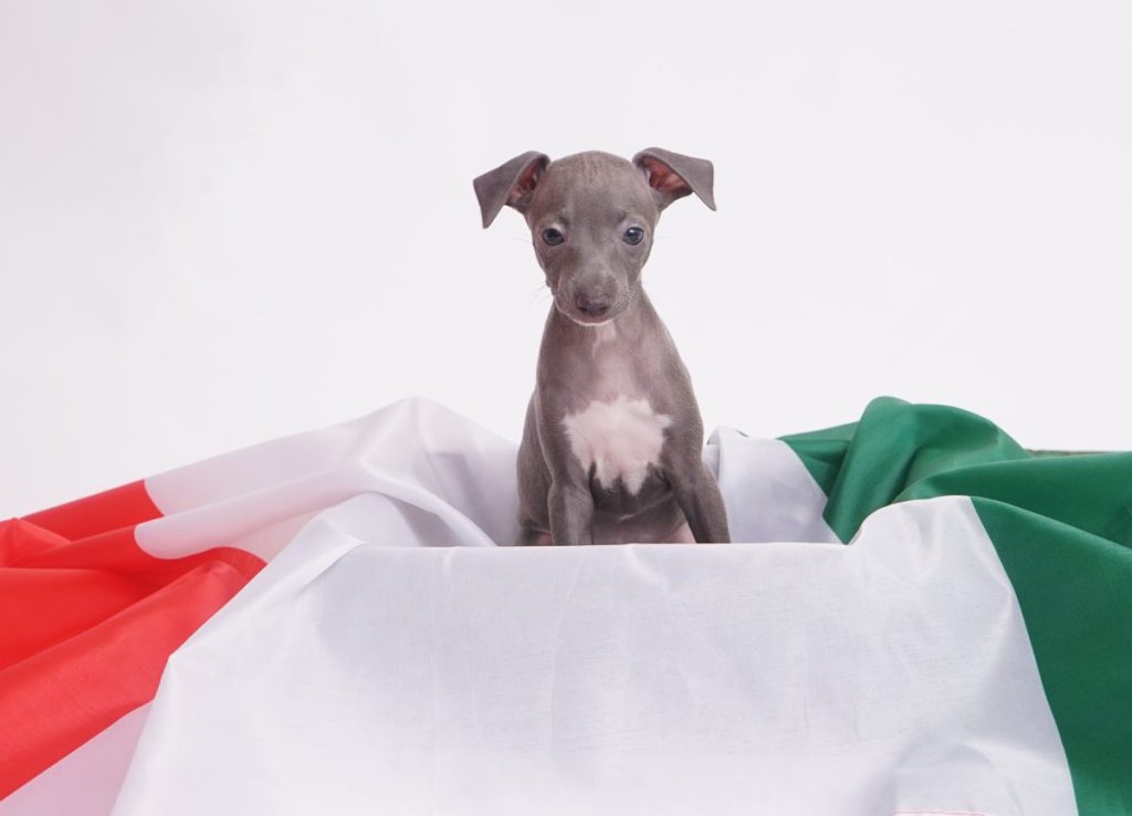 Cute Italian Greyhound puppy against a white background, sitting on Italy's flag.