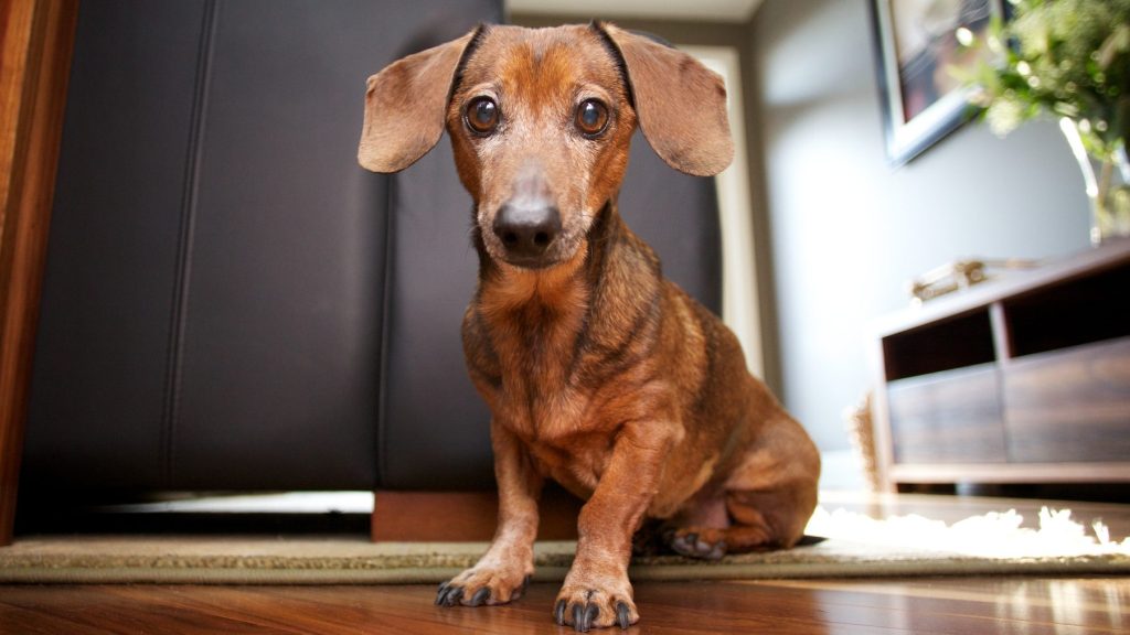 Mini Dachshund sitting in the living room.