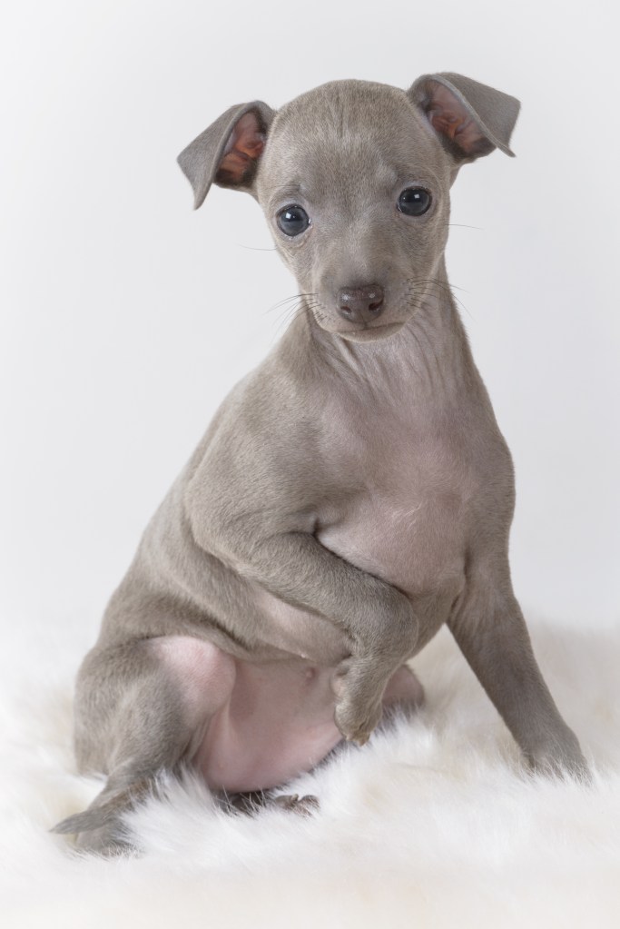 40 day old Italian Greyhound puppy on white background.