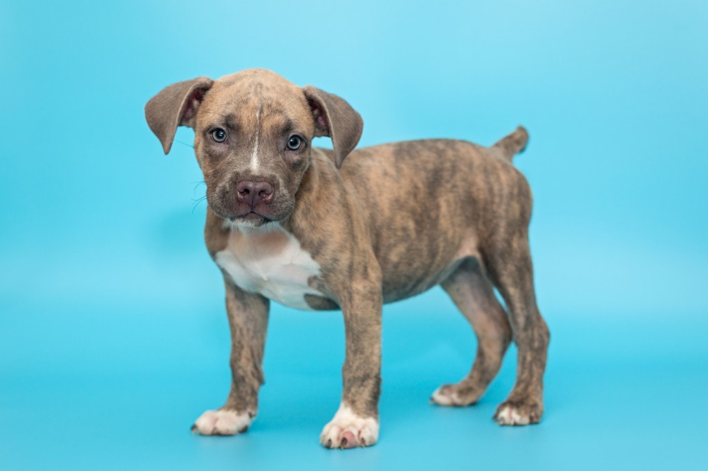 Cute American Bulldog puppy on a blue background.