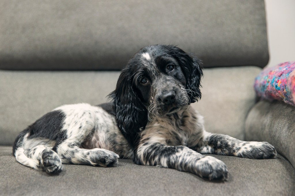 Cocker Spaniel puppy on grey sofa.