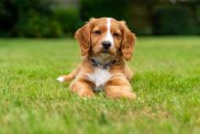 Cute Cocker Spaniel puppy sitting on grass.