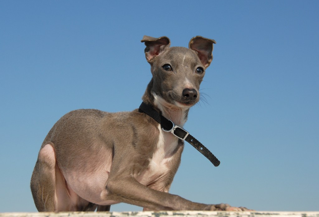 Purebred Italian Greyhound puppy.