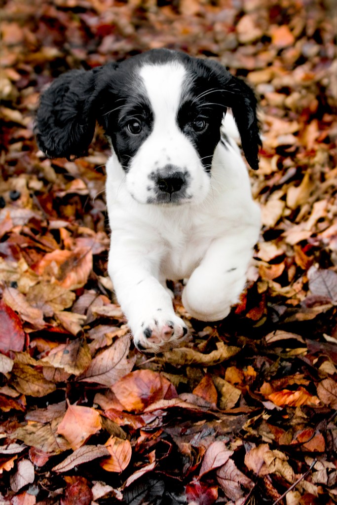 Cocker Spaniel puppy outdoors running through Autumn leaves.