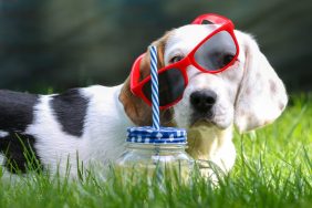 A dog lying on grass with a lemonade. Jones Soda Co. recently launched a drink that caters to canines.