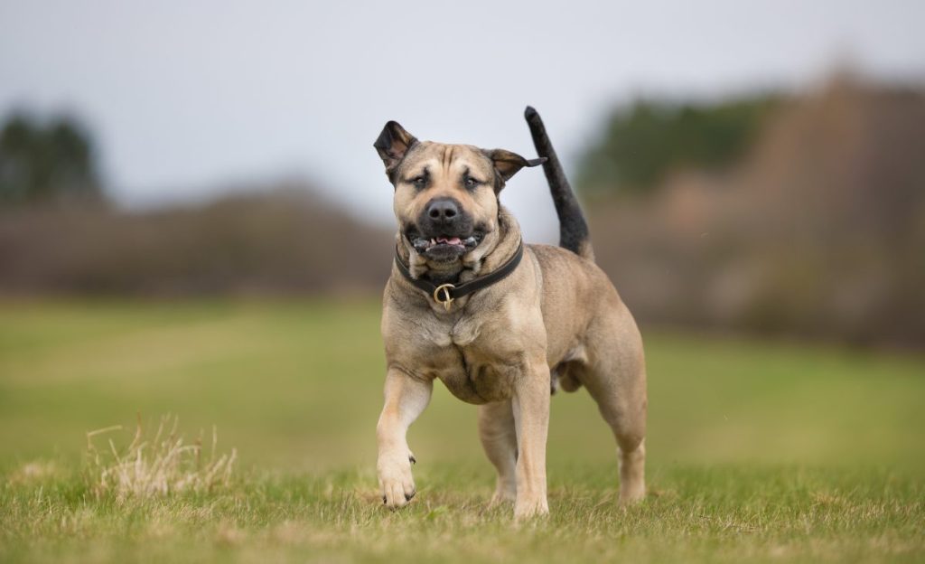 German Shepherd pit mix running in the grass