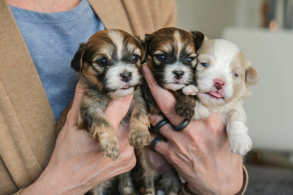 A person holding three small puppies.