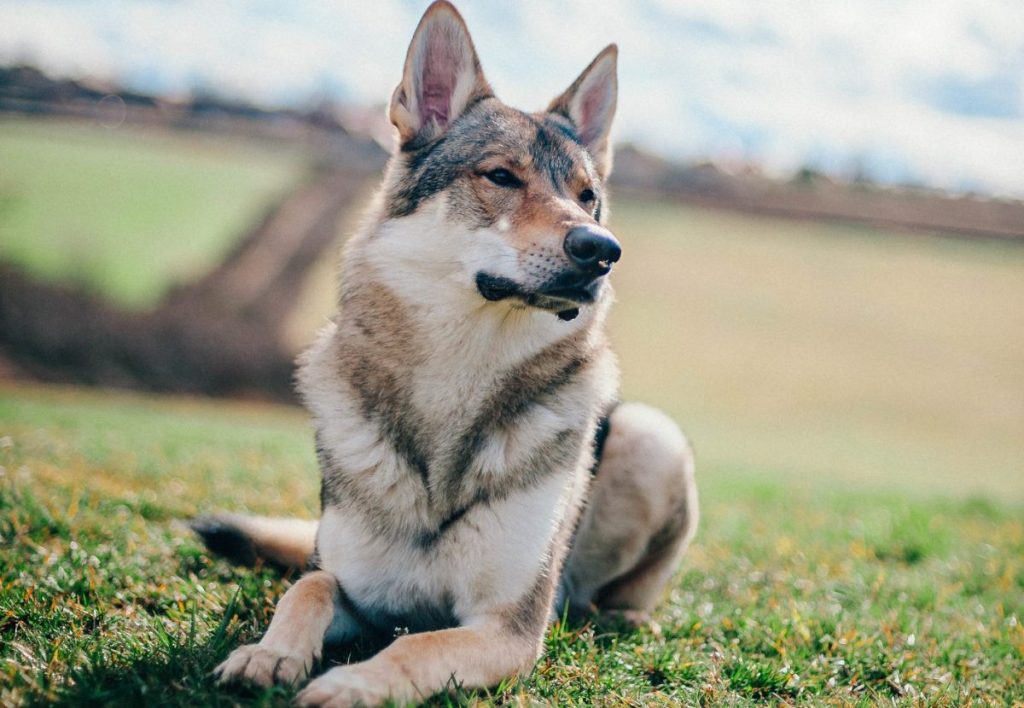 A tamaskan dog sitting in the garden during daytime