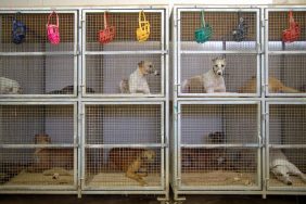 Rescued dogs resting in double-stacked crates, like the ones rescued from a dog fighting ring in Mississippi by Sheriffs.