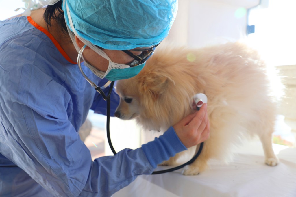A young Veterinarian provides treatment and care for a small Pomeranian,