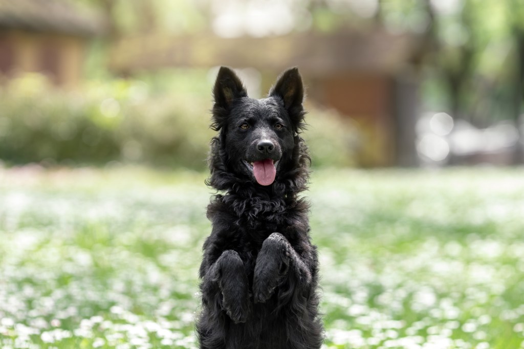 Funny black mudi dog sitting upright with paws up in a field of grass