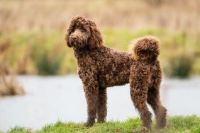Pros and cons of a Bernedoodle