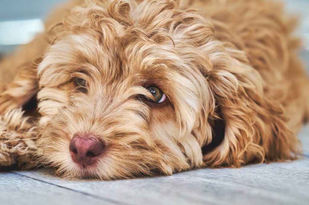 Pros and cons of a Cockapoo