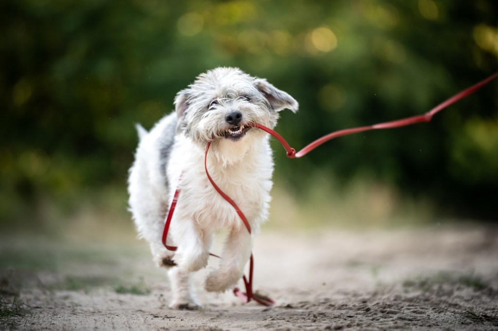 An Irish Glen of Imaal Terrier, a beloved breed facing extinction, runs playfully and catches a leash with its teeth. during a walk. Outdoor photo