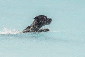 A dog, similar to the one who jumped into a lake and was rescued by firefighters.