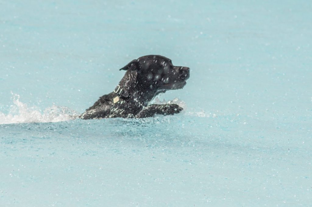 A dog, similar to the one who jumped into a lake and was rescued by firefighters.
