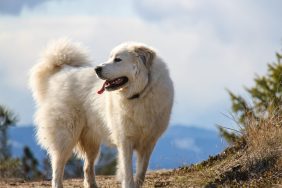 A Great Pyrenees farm dog has been nominated for AFBF's Farm Dog of the Year award.