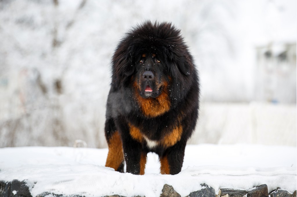 Majestic, large black and copper Tibetan Mastiff posing against a beautiful winter landscape.