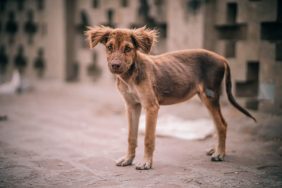 A malnourished dog, like the one who starved to death last month because of April Sloane.