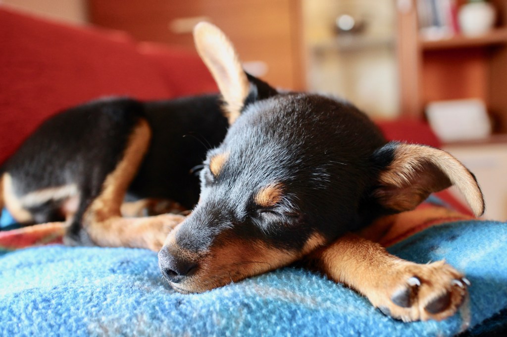 Lancashire Heeler puppy sleeping.