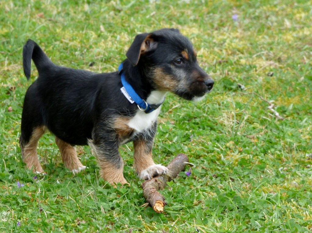 Little Lancashire Heeler puppy.