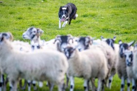 Border Collie herding video