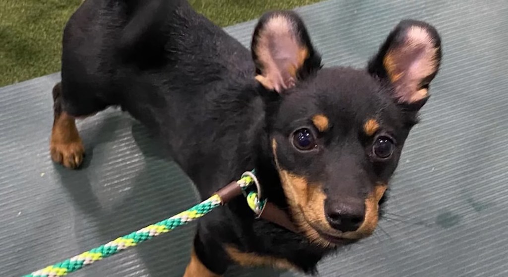 Lancashire Heeler puppy.