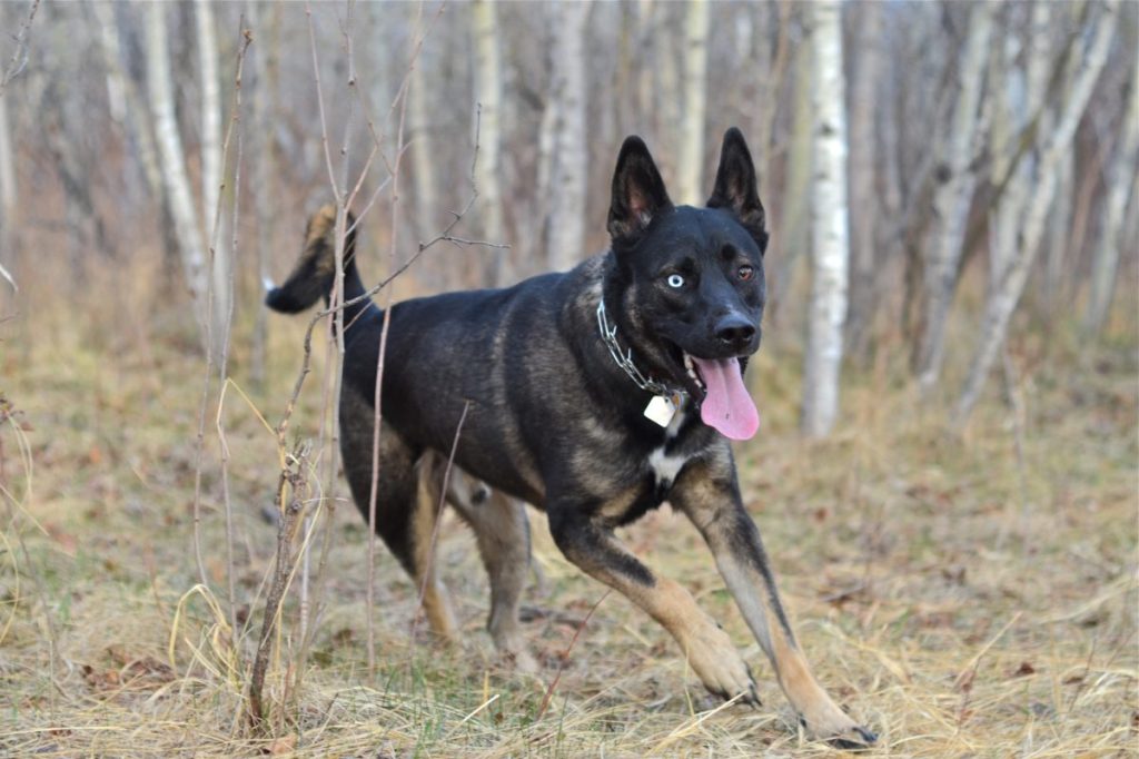 A German shepherd Siberian husky mix breed dog playing, jumping outdoors in a field. Day.