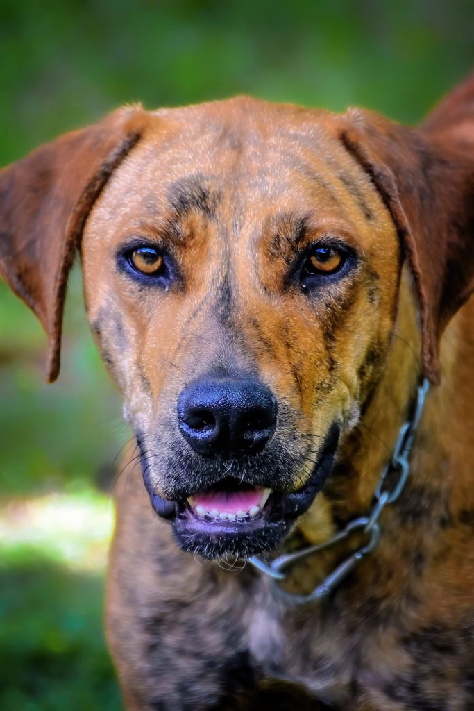 Plott Hound Dog Close-up