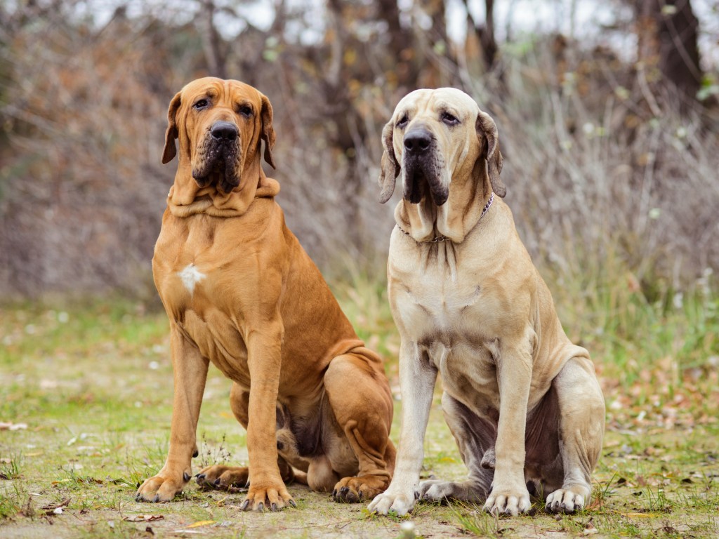 Two adult Fila Brasileiro (Brazilian Mastiff) dogs having fun, autumn scene